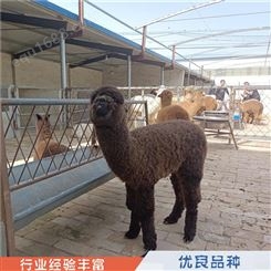 活体小羊驼 羊驼养殖 动物园羊驼 出售供应