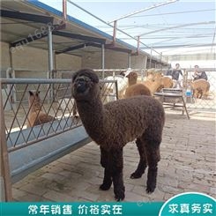 羊驼养殖 萌宠羊驼宝宝 种羊驼 长期销售