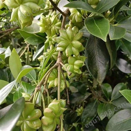 专业从事大料八角树苗可以在河北省种植 大茴香图片幼苗 大红八角苗价格表厂价销售