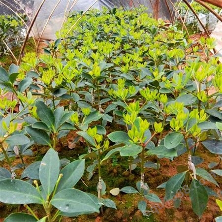 大料的树苗种植月份 大茴香与小茴香苗子的区别 大红八角苗嫁接方法销售基地