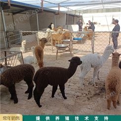 养殖羊驼活体 成年羊驼养殖场 羊驼幼崽易养殖 养殖销售