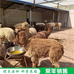 成年种羊驼 散养改良羊驼 羊驼活体养殖 养殖供应