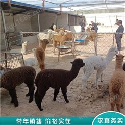 羊驼养殖 公园观赏羊驼 成年羊驼 山东报价