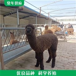 山庄观赏羊驼 散养改良羊驼 羊驼小羊羔 养殖出售
