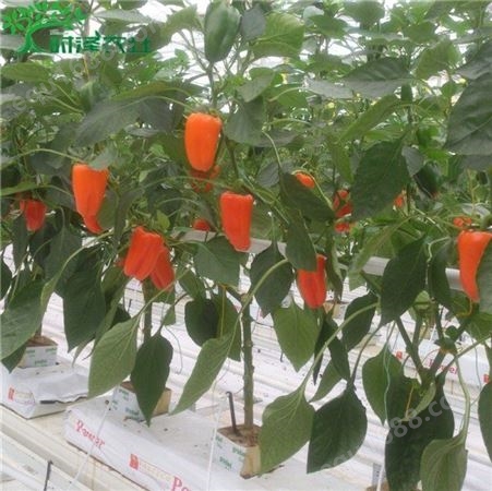 时泽农业 西红柿荷兰模式岩基质栽培  干净耐用农业用岩棉条
