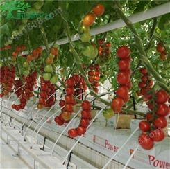 时泽农业 西红柿荷兰模式岩基质栽培  干净耐用农业用岩棉条