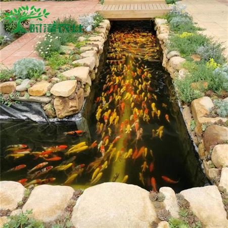 时泽农业 鱼菜共生系统 水循环生态养殖设备 温室大棚鱼菜共生