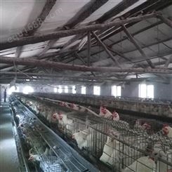 蛋鸡养殖喷雾机 养殖场喷雾除臭设备
