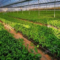 黄金百香果苗批发 300万株百香果苗供应 免费提供种植技术指导