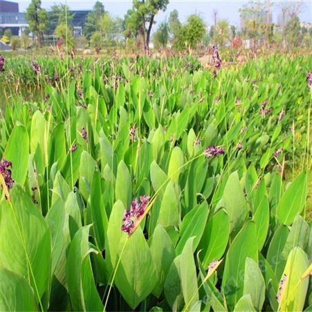 批发优质水生植物 再力花价格    再力花苗 批发  水竹芋苗低价格   水体绿化湿地绿化