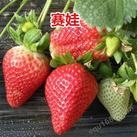 批发甜查理法兰地草莓苗价格   红颜牛奶草莓图片   章姬四季草莓