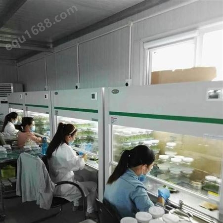 上海组培仪器  上海组培室净化  上海组培室仪器  组培生产仪器