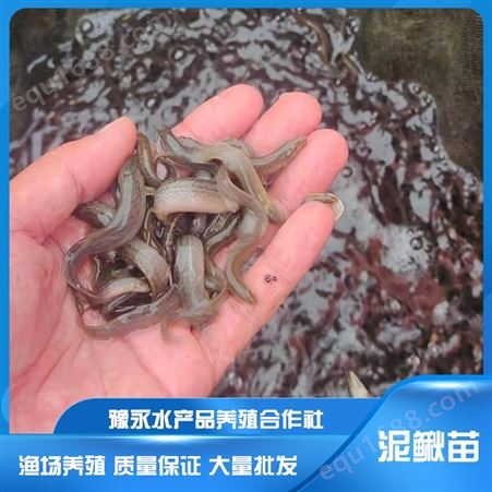 河北求购中国台湾泥鳅苗 泥鳅苗新品种