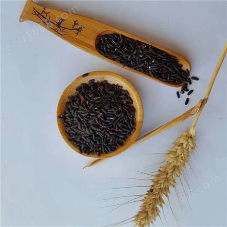 农家自产黑米 五谷香 五谷杂粮紫米 订购咨询