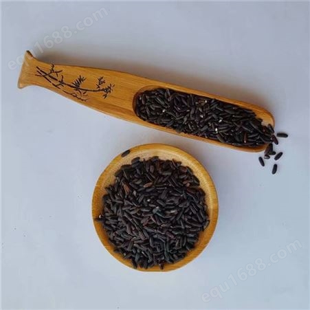 厂家批发价格 黑米 五谷香 当季紫米粗粮 货源稳定