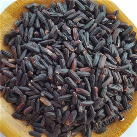 厂家批发价格 黑米 五谷香 当季紫米粗粮 货源稳定