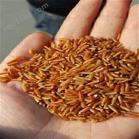 五谷香农家当季红米 红香米 红贡米批发供应 现货出售