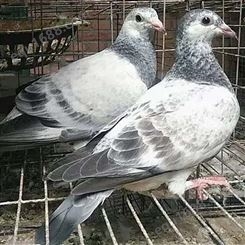 什么地方有卖鸽子的 农家散养土鸽子 元宝鸽子摩登鸽 鸽子厂家