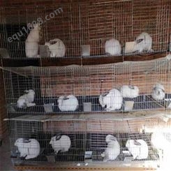 成都兔笼生产厂家址 兔笼厂 欧标兔笼
