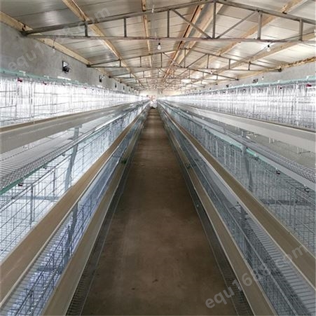 蛋鸡笼 电镀式育雏蛋鸡笼 养鸡设备 量大价优