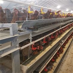 鸡笼 养鸡自动化设备 养殖蛋鸡笼 蛋鸡笼  养殖蛋鸡笼 提门式蛋鸡笼 欢迎订购