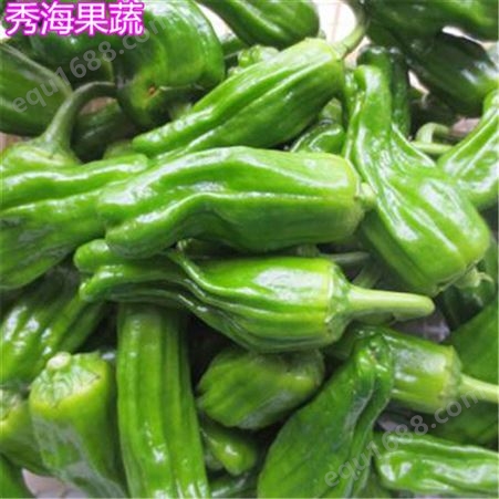 临沂辣椒 蔬菜种子 天然辣椒批发 批发基地