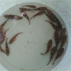 良种水产出售泰国笋壳鱼苗 淡水养殖名贵鱼种苗 大型养殖场欢迎定购
