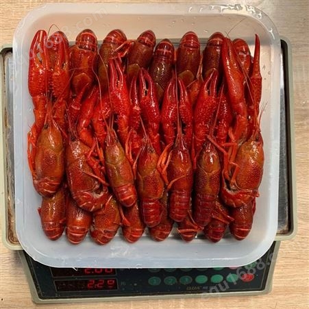 清水冷冻小龙虾7到9钱大红规格21年10月工厂现做冻虾 味道口感肉质都很棒