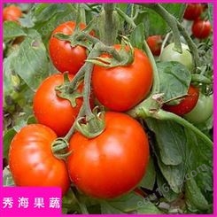 农场高产西红柿 秀海果蔬 高产西红柿 特卖