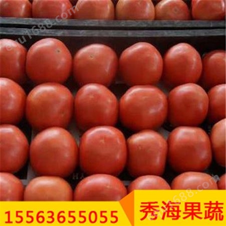 西红柿营养价值高 经济实惠 大红西红柿 经销商批发