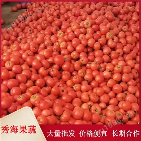 农家硬粉西红柿 人工采摘挑选 个大饱满 当天发货