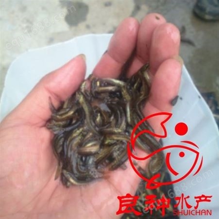 广州良种水产-中国台湾一号泥鳅鱼苗  泥鳅苗批发 品质保障 售后完善