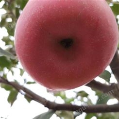 红富士苹果修剪 苹果市场价格调查表