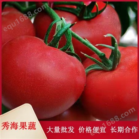 产地现摘发货西红柿 鲜果汁多 农家沙瓤西红柿