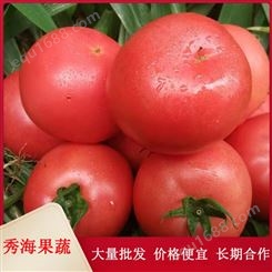 头茬应季蔬菜 西红柿 自家种植放心买 果肉饱满