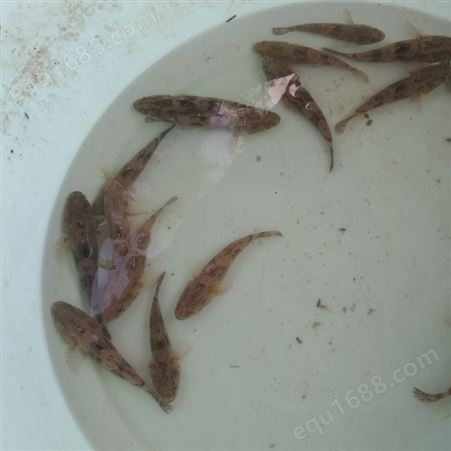 良种水产出售泰国笋壳鱼苗 淡水养殖名贵鱼种苗 大型养殖场欢迎定购