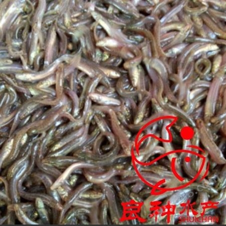 广州良种水产-中国台湾一号泥鳅鱼苗  泥鳅苗批发 品质保障 售后完善