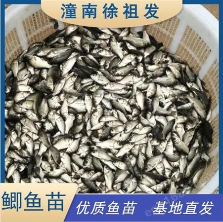 淡水鲫鱼基地养殖 优质鱼苗水产抗病力强 欢迎参观