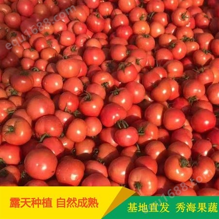 山东西红柿批发 秀海果蔬 山东西红柿抗褪绿 山东西红柿种苗种植基地