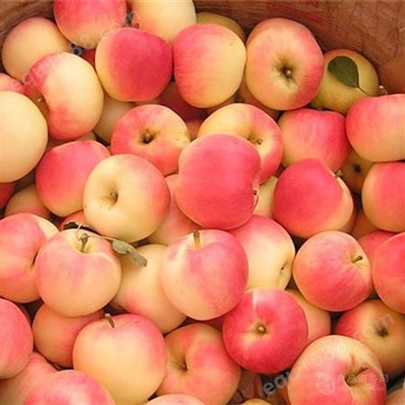 红富士苹果市场价格 目前鲜食苹果市场价格