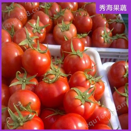 西红柿 不捂红大番茄 硬果西红柿 诚招市级代理商