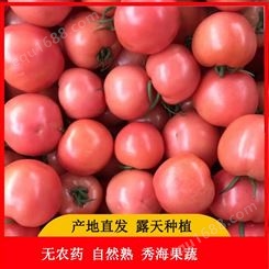 山东西红柿 蔬菜大番茄 沙瓤西红柿水果 自然熟 蔬菜批发