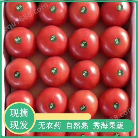 山东西红柿批发 秀海果蔬 山东西红柿抗褪绿 山东西红柿种苗种植基地