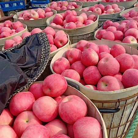 新品种中秋王苹果出售 冷库苹果1千斤利润
