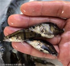 桂花鱼苗大量出售,3-4公分翘嘴桂花鱼