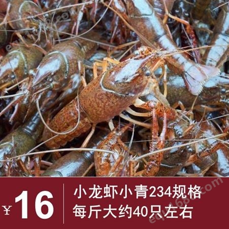 21年10月鲜活小龙虾 经济型小龙虾批发 234规格青虾16元每斤  广州深圳包直达费用