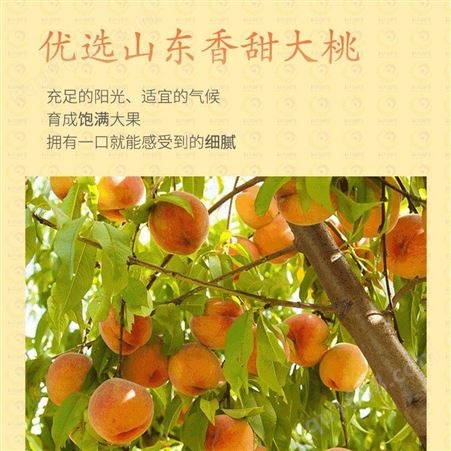 果干 零食果脯桃干 即食黄桃干 巨鑫源生产可出口 直供