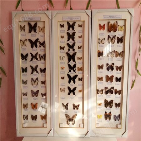 蝴蝶分类标本 50种展示教学昆虫实物标本蝴蝶标本厂家制作批发