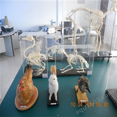 猪马牛羊骨骼标本教学 动物头骨标本骨骼 漂白 杀菌 猫头骨 10年老野猫标本牙齿齐全包邮动物骨骼标本
