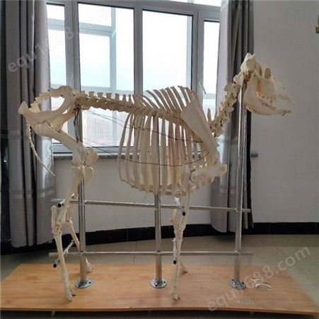 猪马牛羊骨骼标本教学 动物头骨标本骨骼 漂白 杀菌 猫头骨 10年老野猫标本牙齿齐全包邮动物骨骼标本
